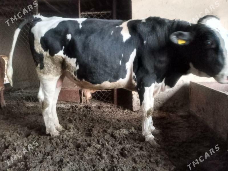 Golsteyin okuz - Мары - img 4