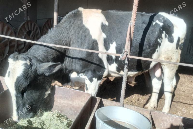 Golsteyin okuz - Мары - img 2