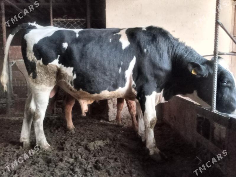 Golsteyin okuz - Мары - img 3