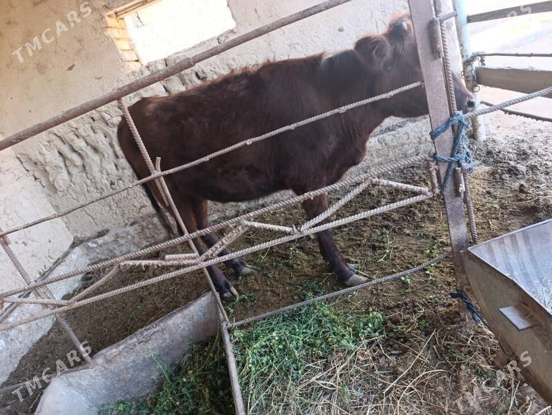 Gulajun - Murgap - img 3