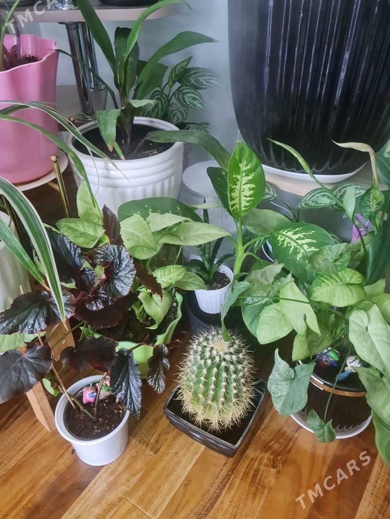 увлажнитель воздуха - Гуртли - img 2