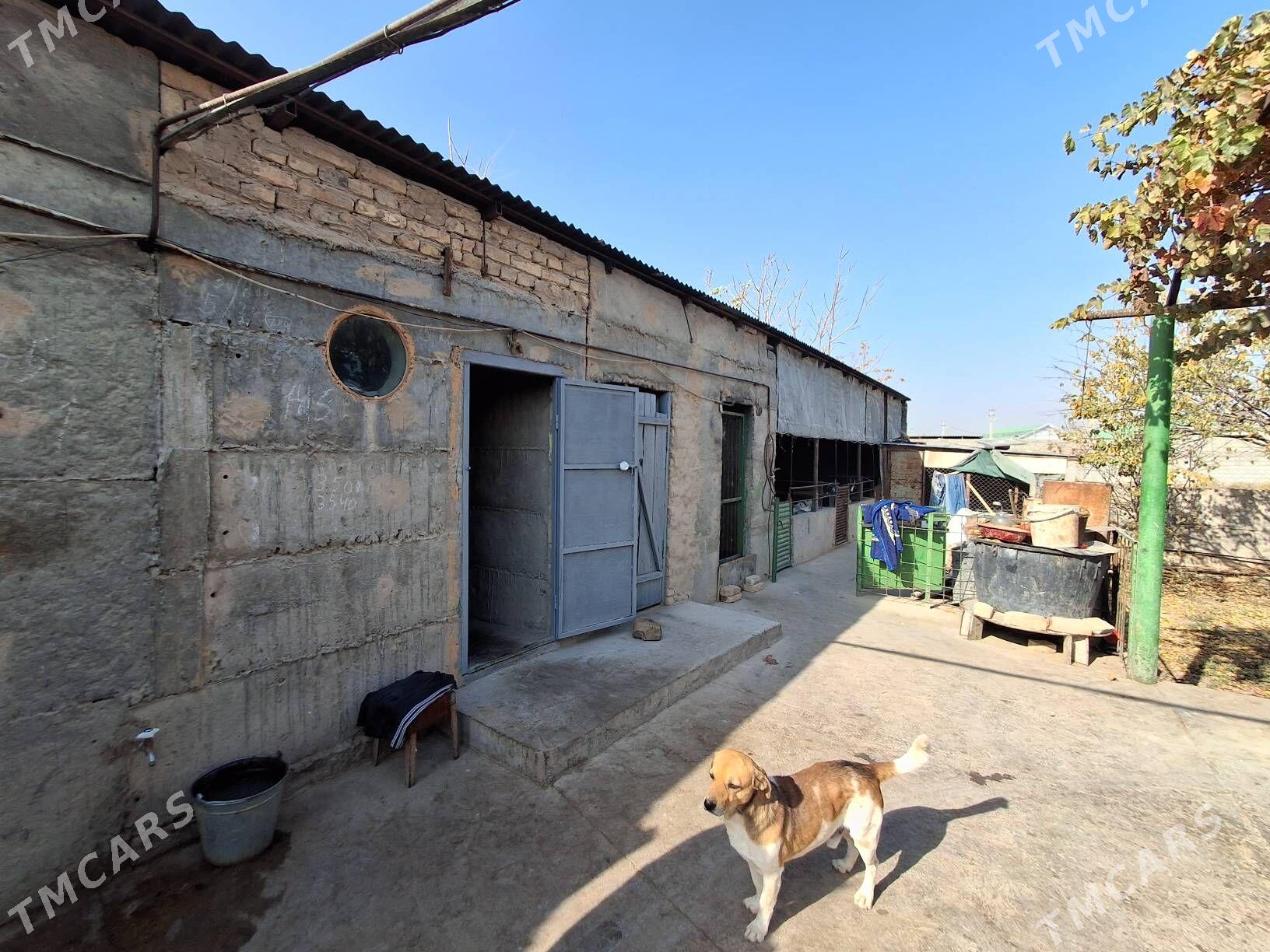 Satlyk ucasga - Kaka - img 9