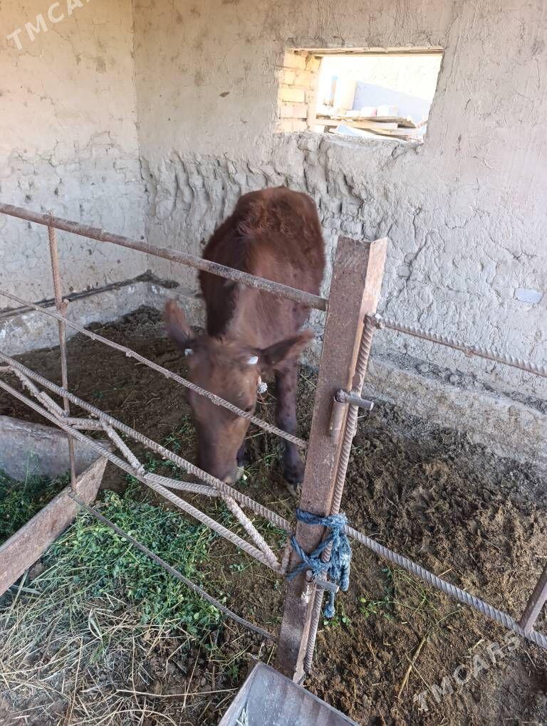 Gulajun - Murgap - img 2