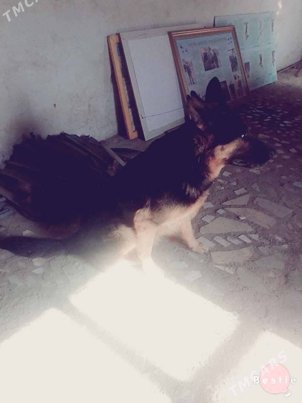 авчарка - Серхетабат (Кушка) - img 3