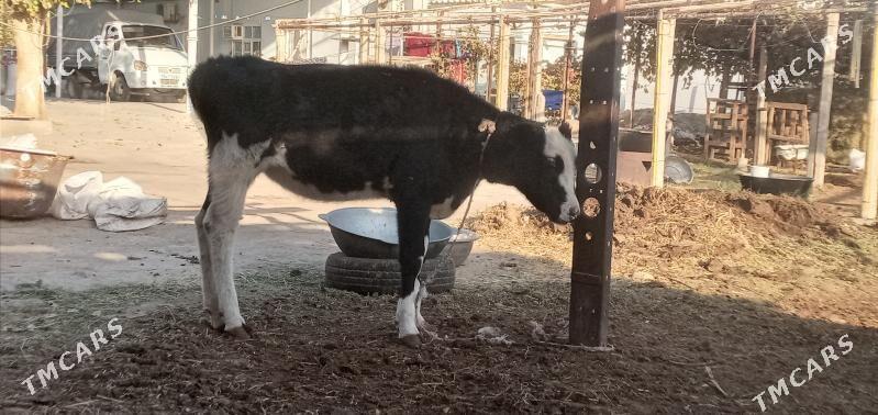 tüwe - Gypjak - img 3