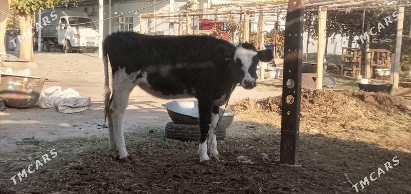 tüwe - Gypjak - img 4