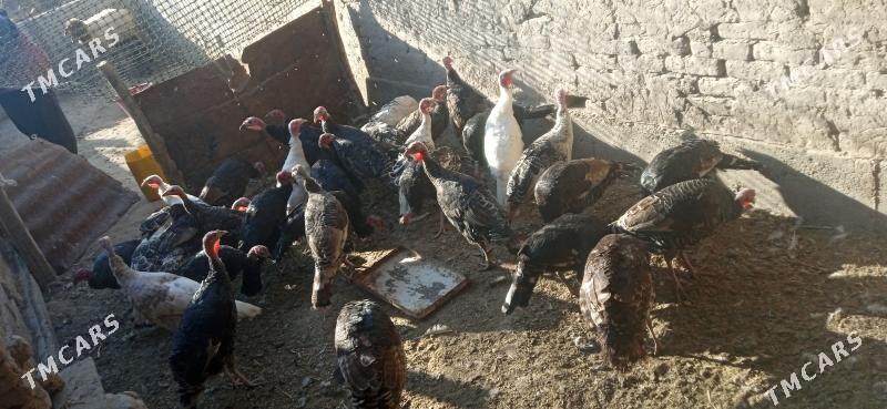 induk - Сакар - img 3