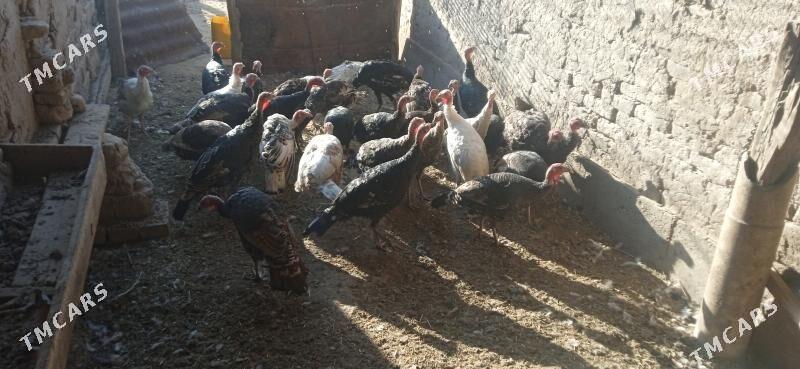 induk - Сакар - img 4