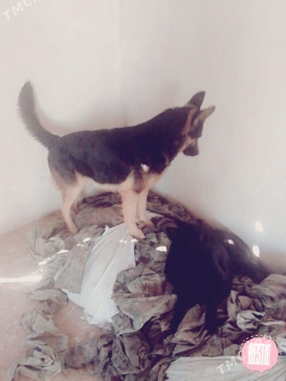 авчарка - Серхетабат (Кушка) - img 2