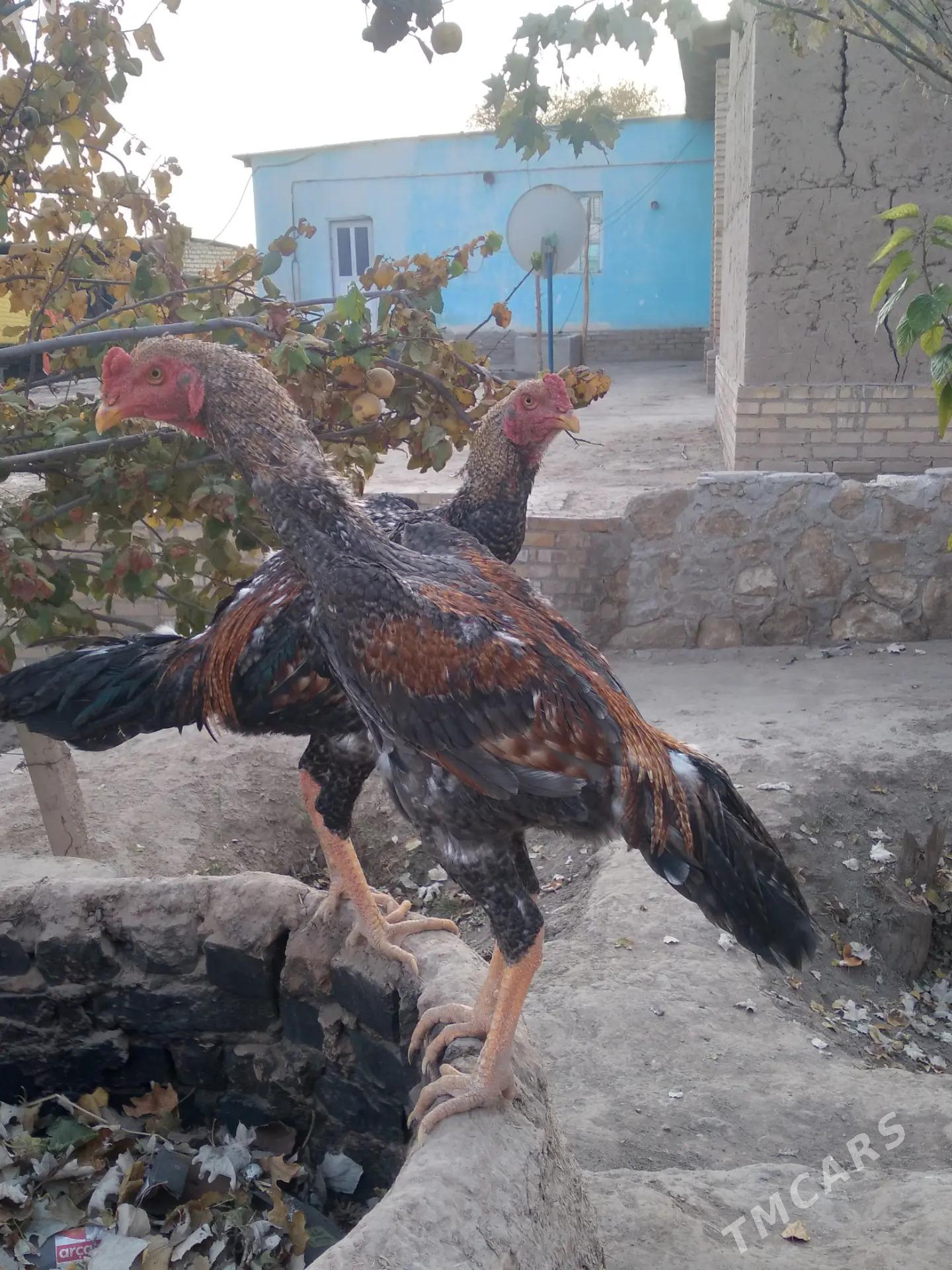 horaz - Керки - img 4