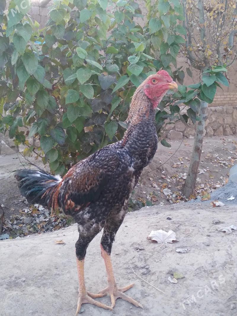 horaz - Керки - img 6