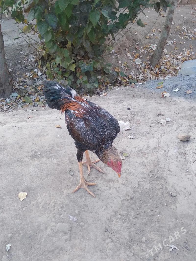 horaz - Керки - img 7