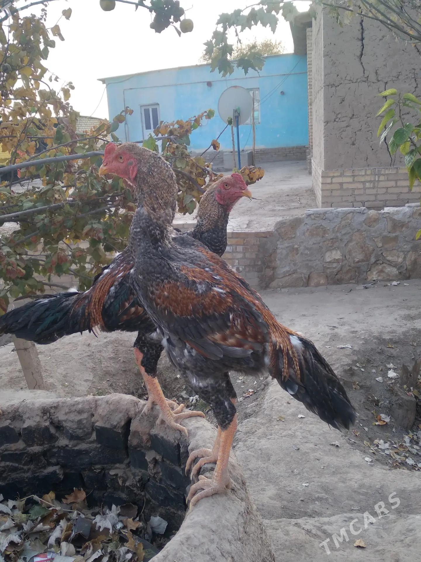 horaz - Керки - img 5