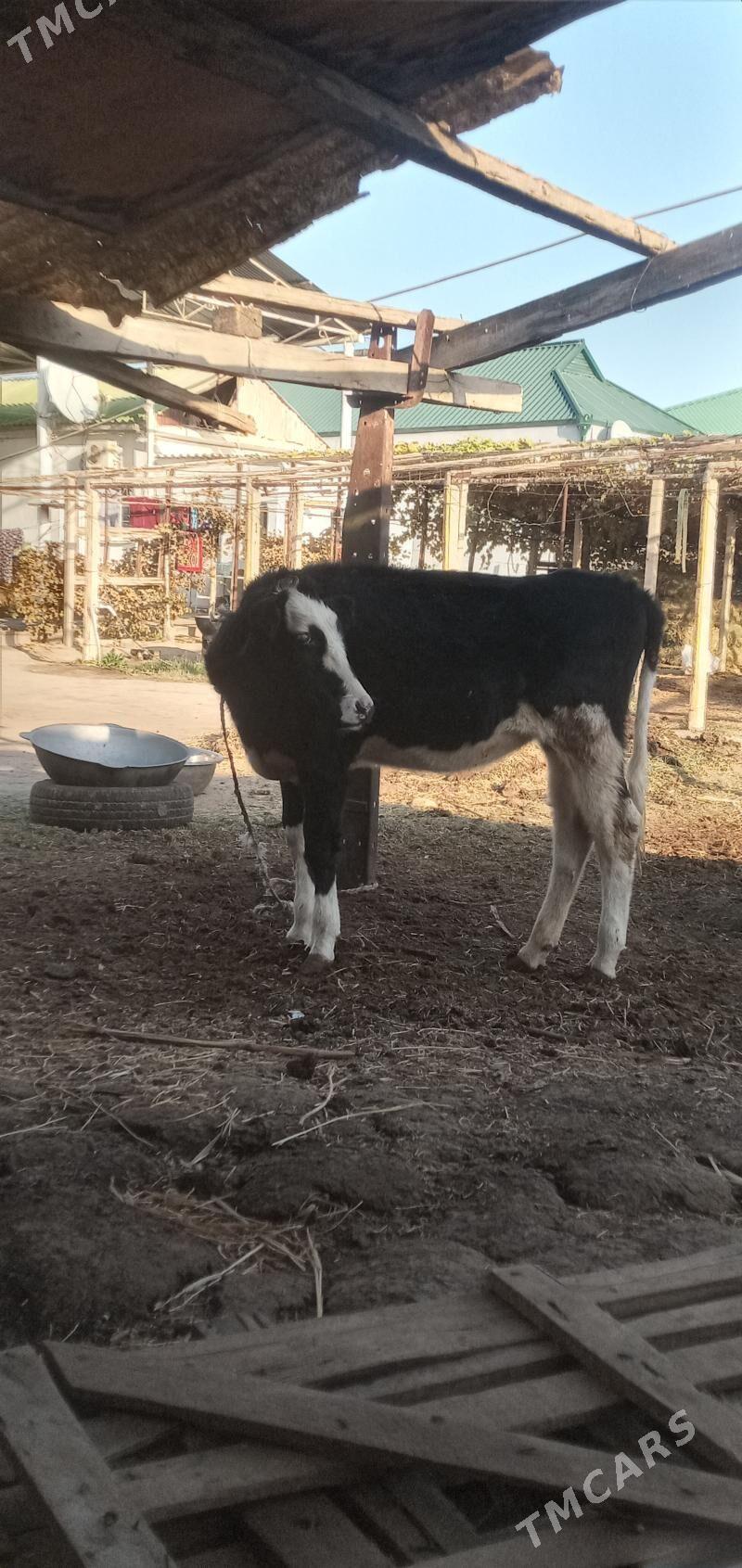 tüwe - Gypjak - img 1