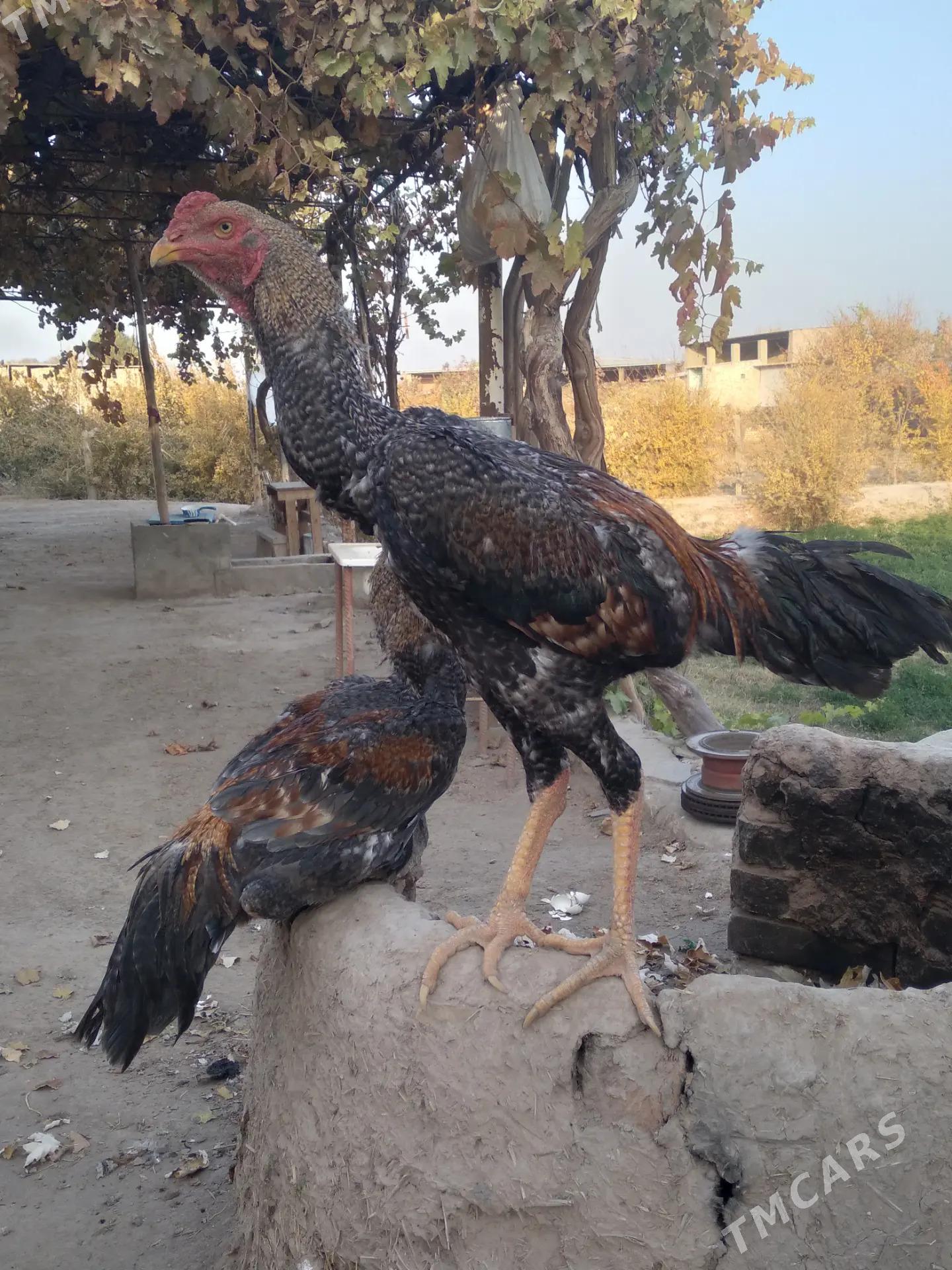 horaz - Керки - img 3