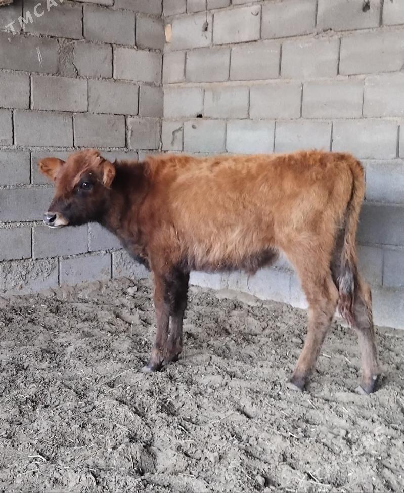 ŠWES OKUZ TUWE - Büzmeýin - img 2