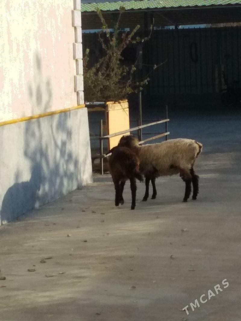 Bere - Ашхабад - img 2