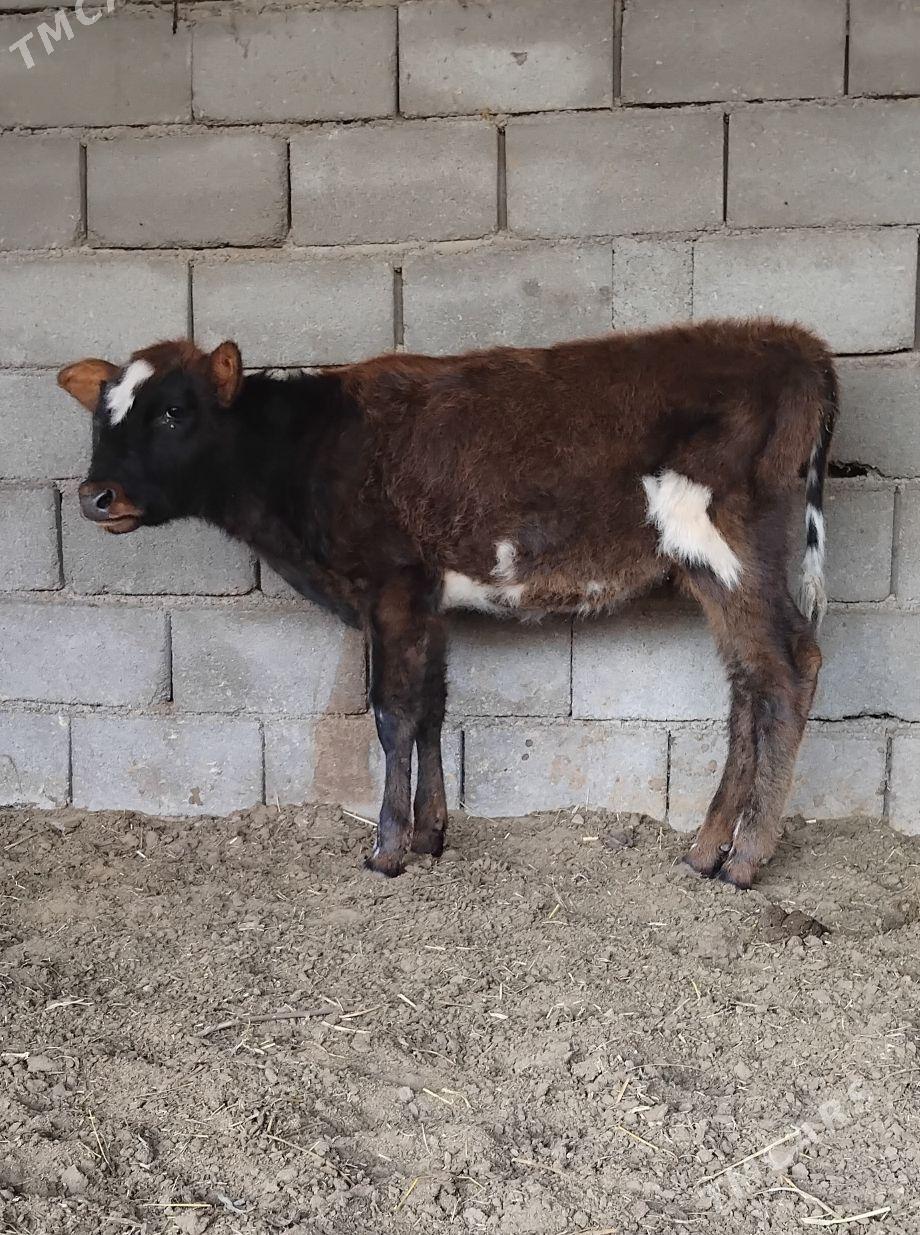 ŠWES OKUZ TUWE - Büzmeýin - img 5