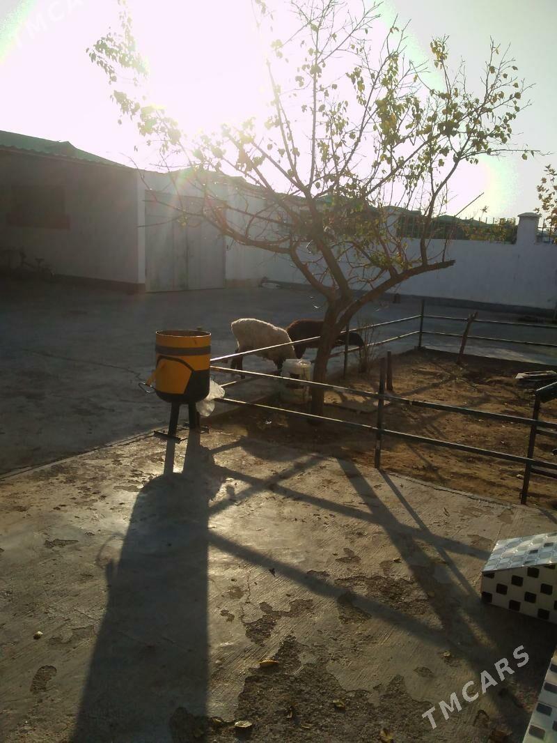 Bere - Ашхабад - img 3