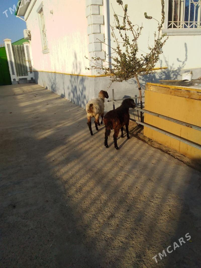 Bere - Ашхабад - img 4