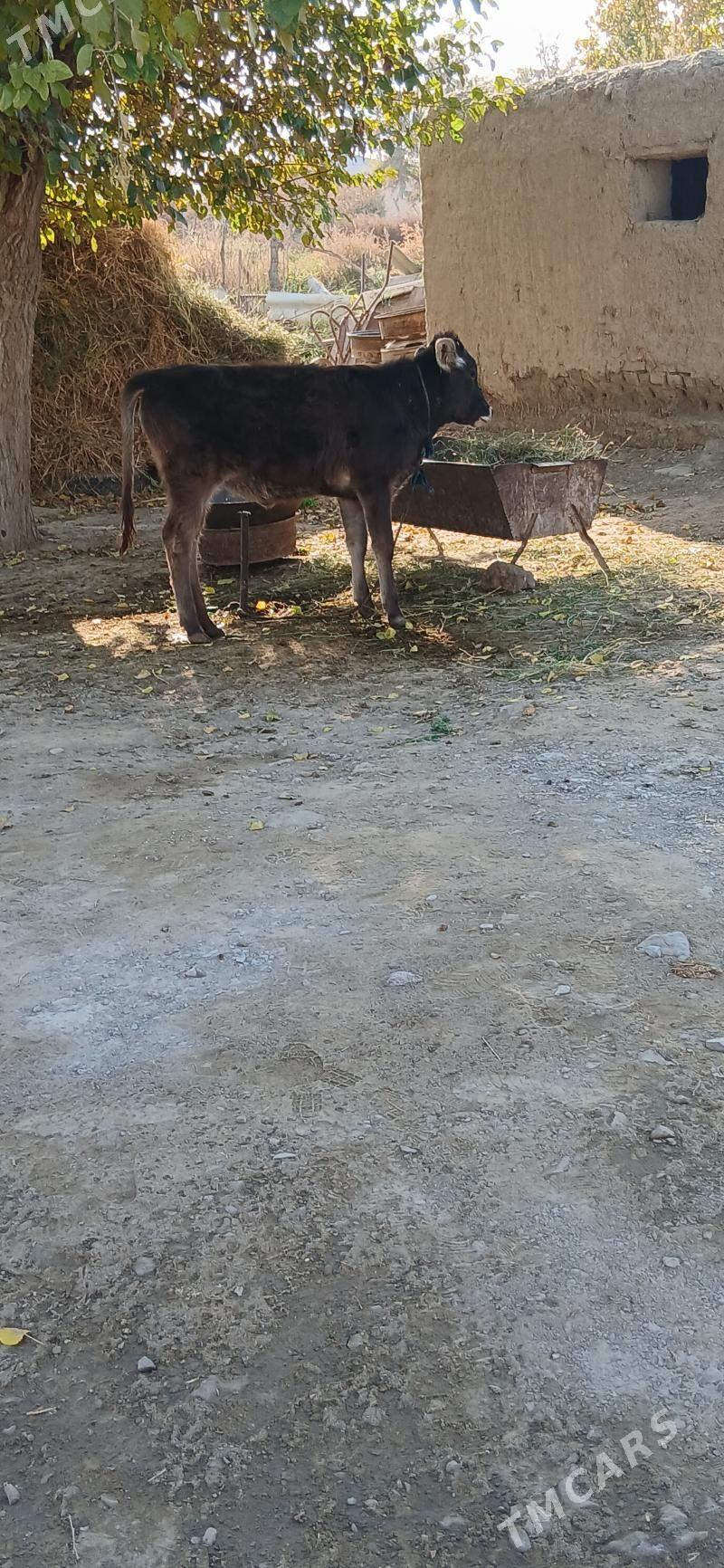 Tùwe - Бахарден - img 1