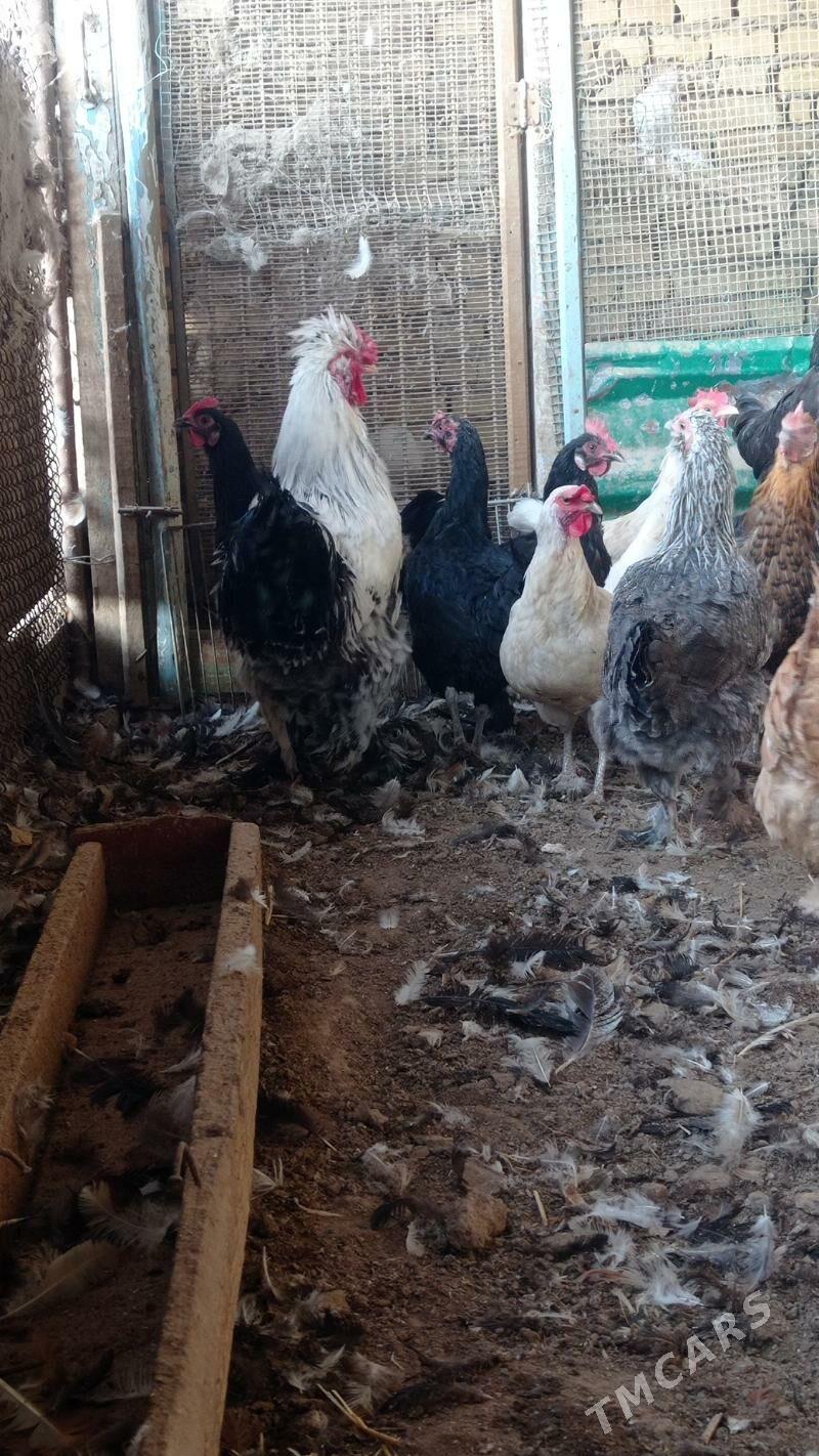 хораз - Туркменабат - img 2