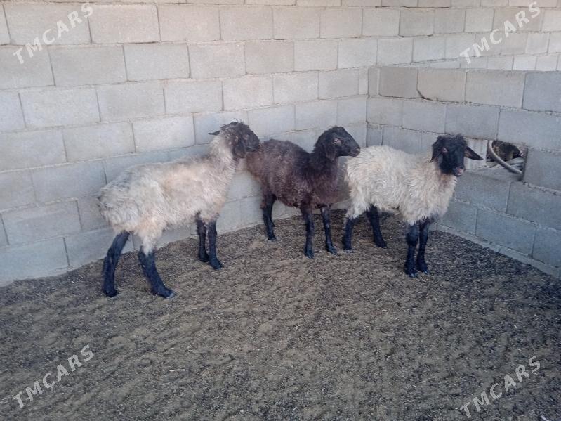 goyun tokly - Кипджак - img 1