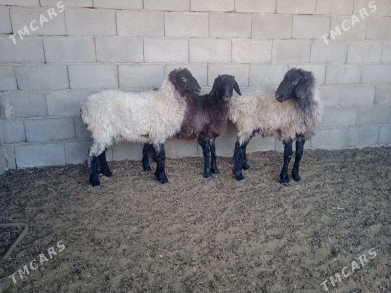 goyun tokly - Кипджак - img 3