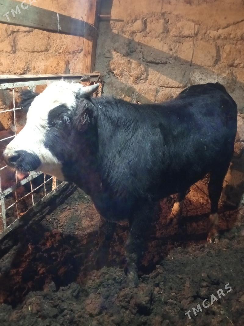 Tohum öküz - Ашхабад - img 1