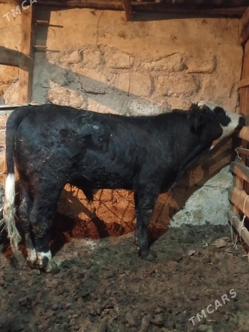 Tohum öküz - Aşgabat - img 4