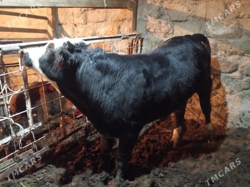 Tohum öküz - Aşgabat - img 6