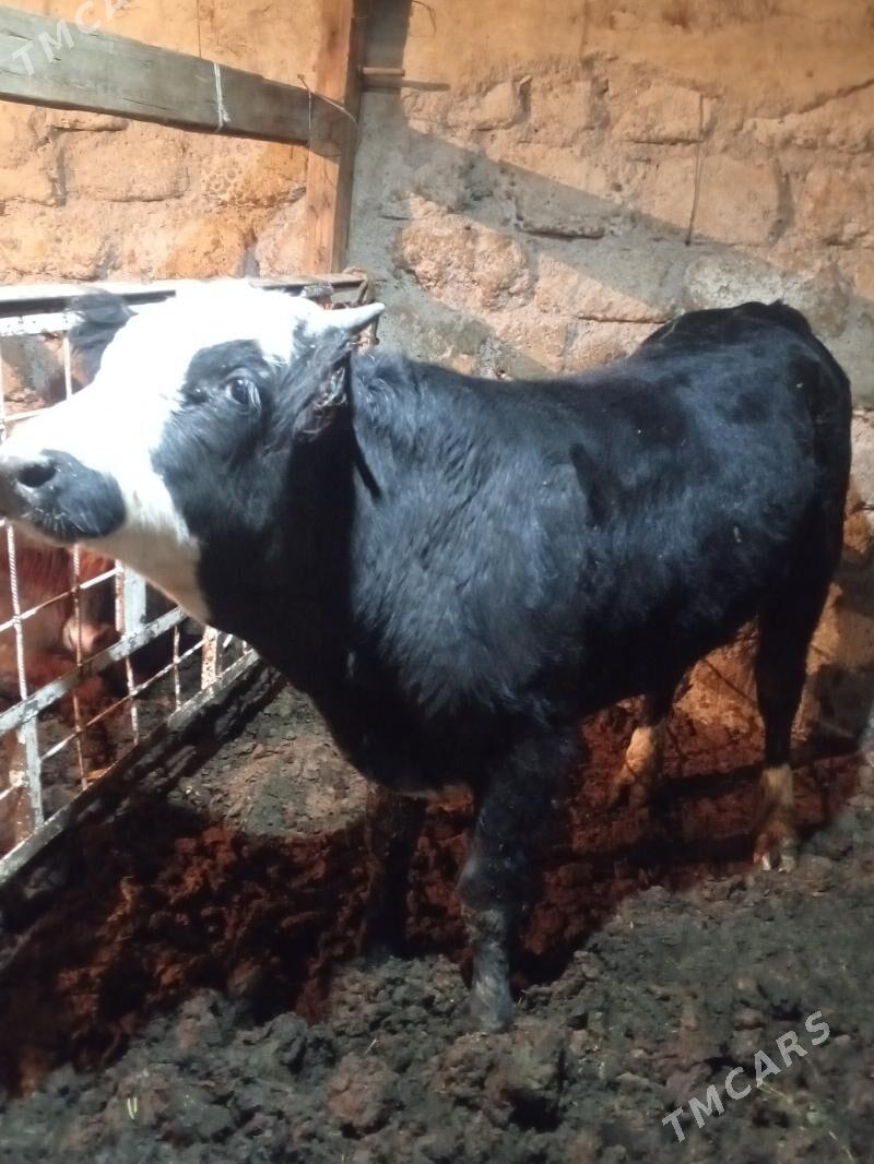 Tohum öküz - Aşgabat - img 5