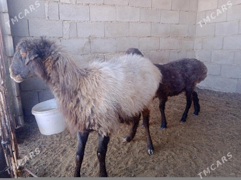 goyun tokly - Кипджак - img 4