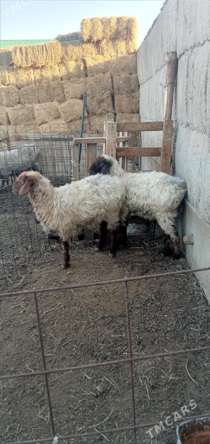 Tokly - Кипджак - img 2