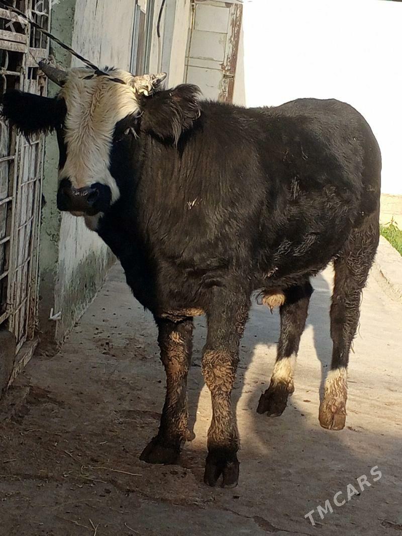 Tohum öküz - Aşgabat - img 2