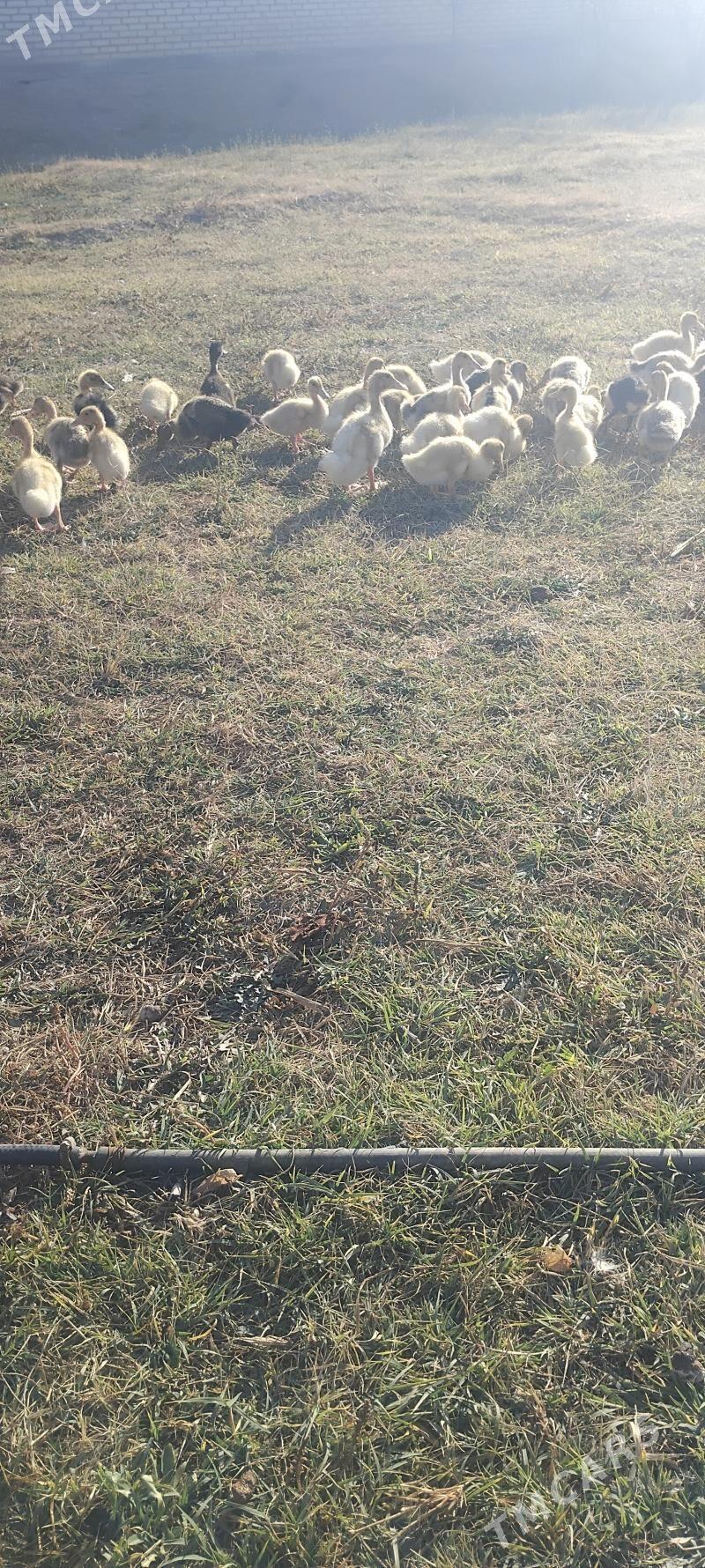 Ordek gak gak - Wekilbazar - img 2