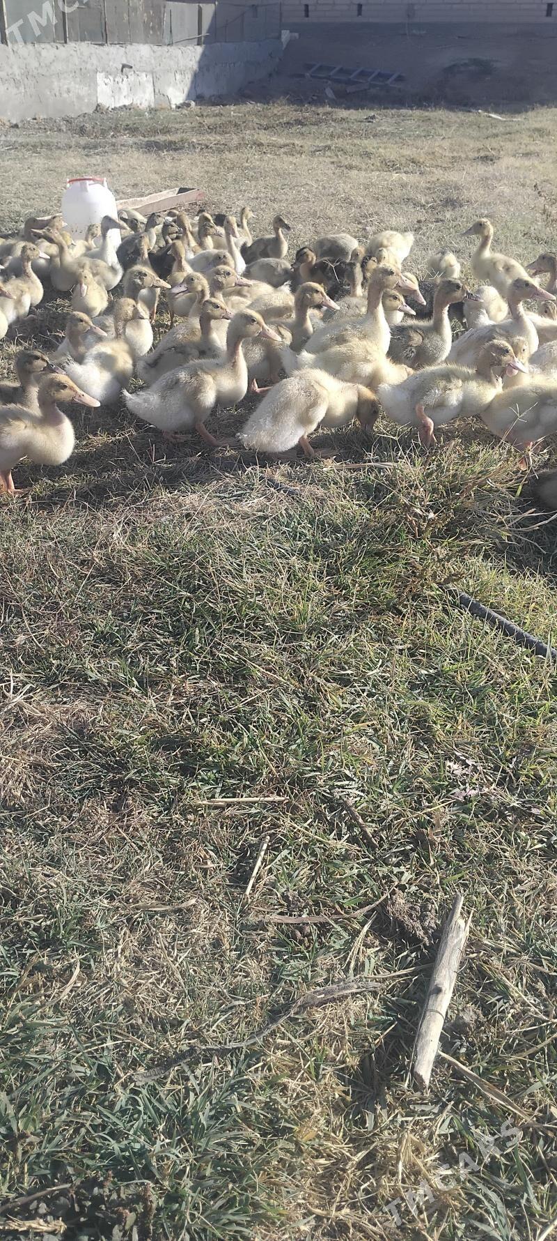 Ordek gak gak - Wekilbazar - img 3