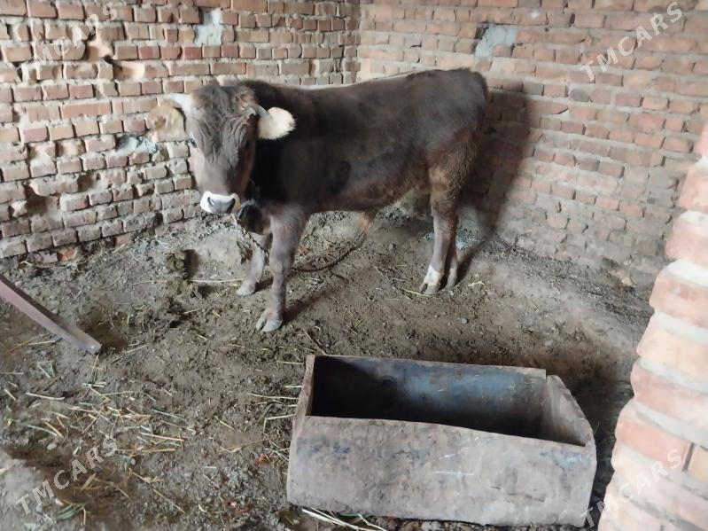 arassa swes okuz - Бахарден - img 4