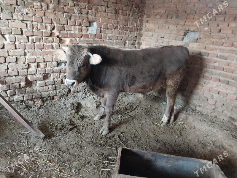 arassa swes okuz - Бахарден - img 2