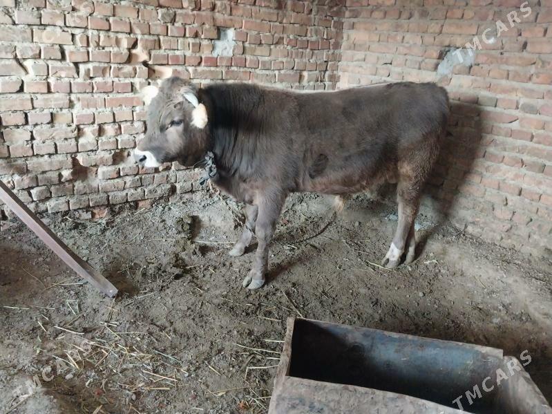 arassa swes okuz - Бахарден - img 3