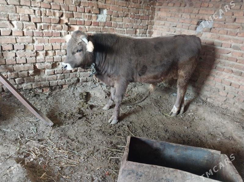 arassa swes okuz - Бахарден - img 1