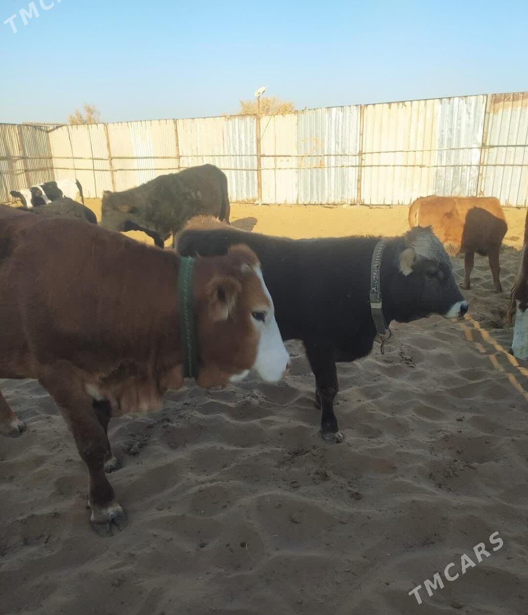 Swet Okuz - Ýolöten - img 2