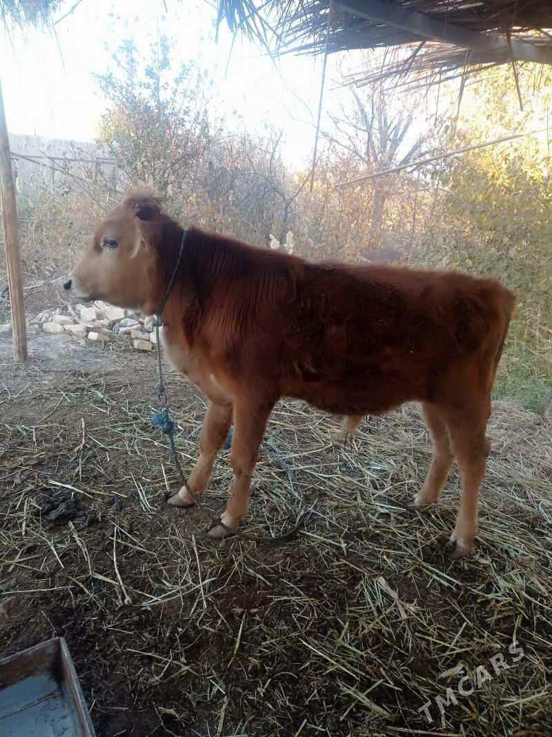 öküz - Farap - img 2