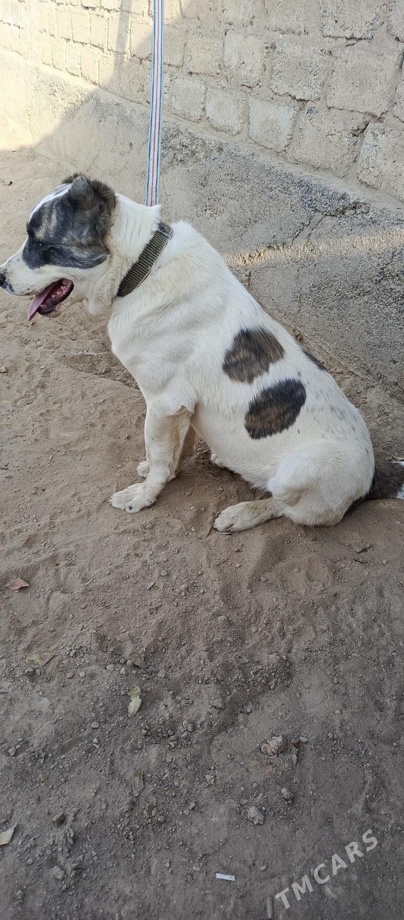 gujuk - Aşgabat - img 3