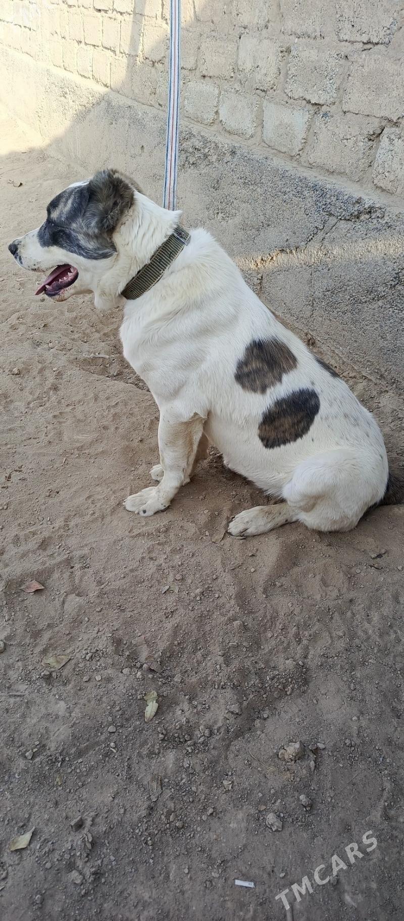 gujuk - Aşgabat - img 2