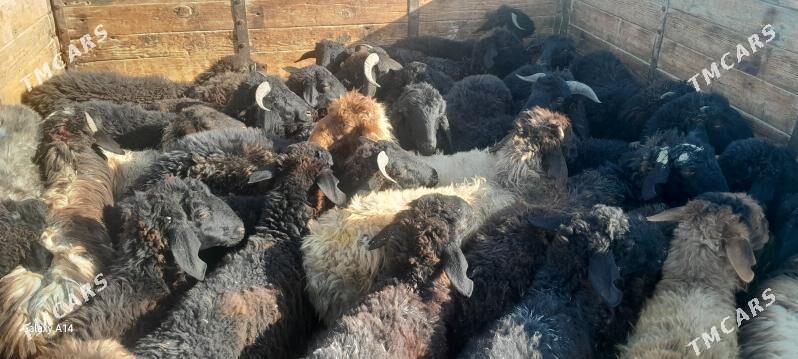 mal - Чоганлы - img 3