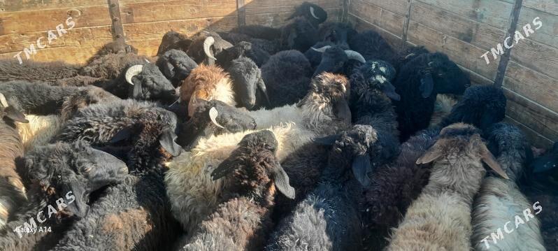 mal - Чоганлы - img 4