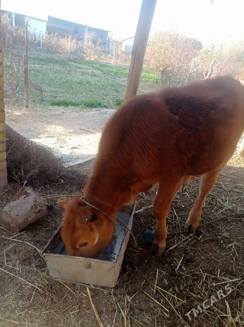 öküz - Farap - img 4