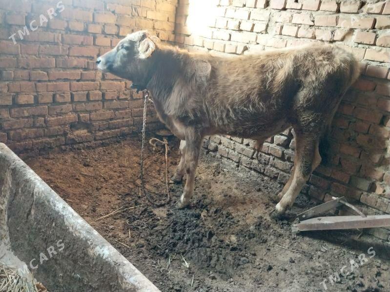 gibrit okuzce - Бахарден - img 2