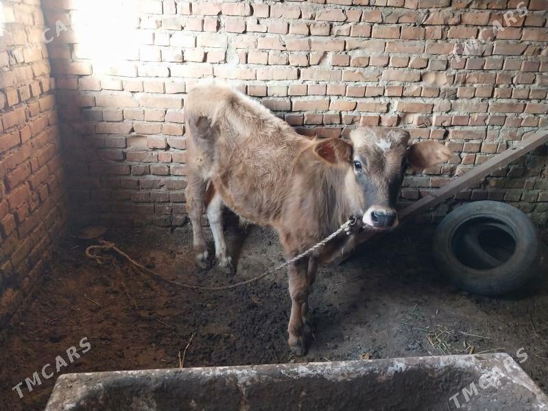 gibrit okuzce - Бахарден - img 4